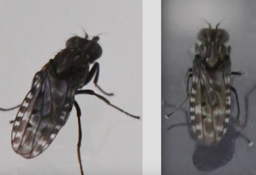 Limnellia quadrata